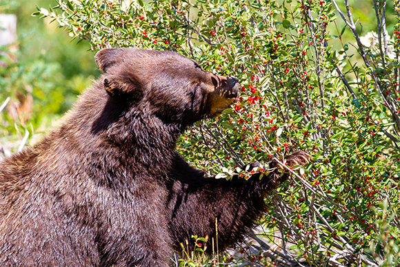דוב שחור (Ursus americanus) אוכל פירות יער צילום: Michael Tatman Shutterstock