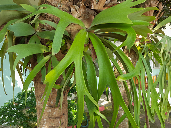 שרך Platycerium bifurcatum על עץ | צילום: Apip Dircom, Shutterstock