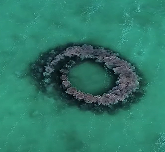 טבעת הבוץ של הדולפינים. מקור: Hol Chan Marine Reserve and Corozal Bay Wildlife Sanctuary