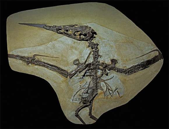 מאובן פטרוזאור | קרדיט: Millard H. Sharp / Science Photo Library