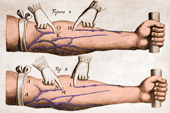 איור צבוע מתוך מחקרו של הארווי | מקור: Photo Researchers / Science Photo Library