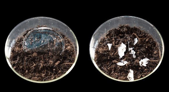 אחרי שבועיים היא התכלתה לחלוטין | צילום: ADAM LAU/BERKELEY ENGINEERING