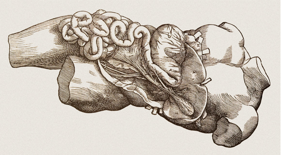 מערכת העיכול - איור מספרו של וסליוס | Science Photo Library