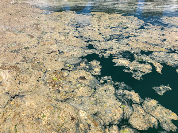 החומר המסתורי שכיסה את פני הים היה ריר שמפרישות אצות מיקרוסקופיות. כתמי הריר הלבנים על הים ליד איסטנבול | Shutterstock, tolgaildun