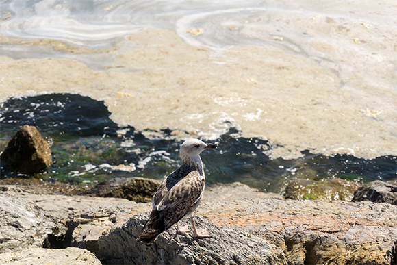 עוף ים על חוף מזוהם בריר | Shutterstock, okanozdemir