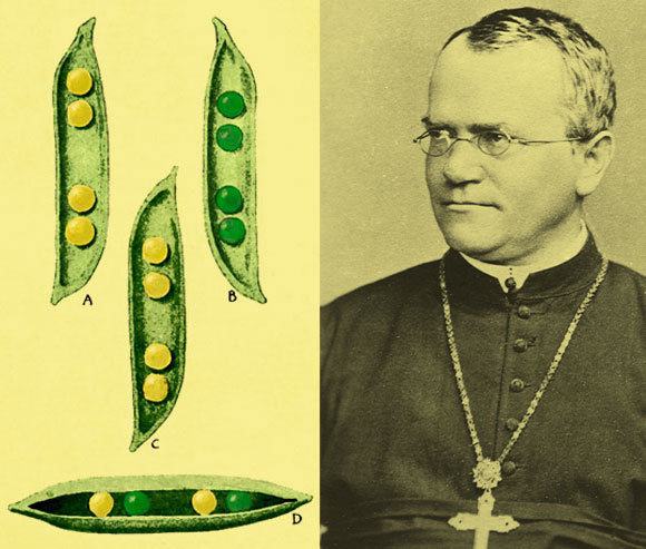 גרגור מנדל עם איור של האפונים אותם חקר | SPL, Sheila Terry