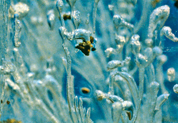 דגימת קרח | צילום: Ed Adams / Montana State University / Science Photo Library