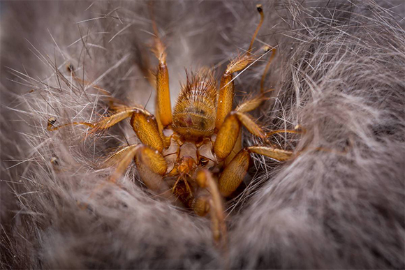 זבובים מוצצי דם עטלפים, צילום: עלא יונס