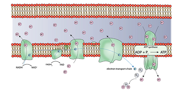 הפרוטונים עוברים דרך חלבון מיוחד, שנראה בצדו הימני של הציור, מאזור הריכוז הגבוה לאזור הריכוז הנמוך. החלבון מנצל את המעבר ליצירת ATP | אילוסטרציה: Shutterstock, zcxes
