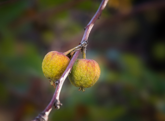 פירותיו של תפוח הבר | Shutterstock, Ron Ramtang