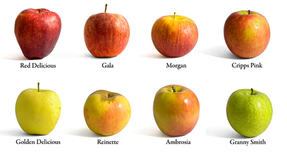 זני תפוחים שונים | Shutterstock, Jacopo ventura