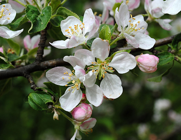 פריחת התפוח | Shutterstock, Illia Mozhnevskyi