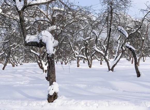הוא יודע שהחורף הקשה הסתיים עצי תפוח בשלג | Shutterstock, Hanna Alandi