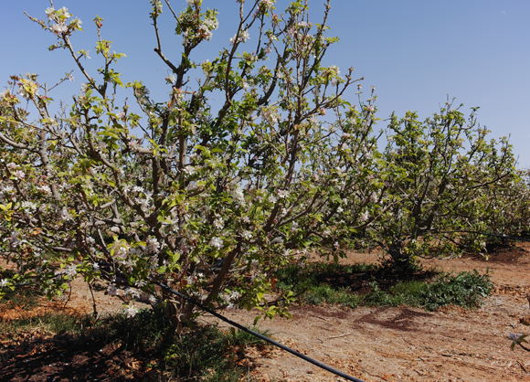 אביב במטע תפוחים בקיבוץ בנגב | Shutterstock, barmalini