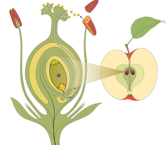 אילוסטרציה של התפתחות הפרח לפרי | Shutterstock, Aldona Griskeviciene