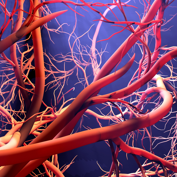 הדמיה של צמיחת כלי דם חדשים. איור: Design_Cells, Shutterstock