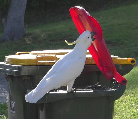 קקדו צהוב ציצית מרים מכסה פח | צילום: Barbara Klump/Max Planck Institute of Animal Behavior