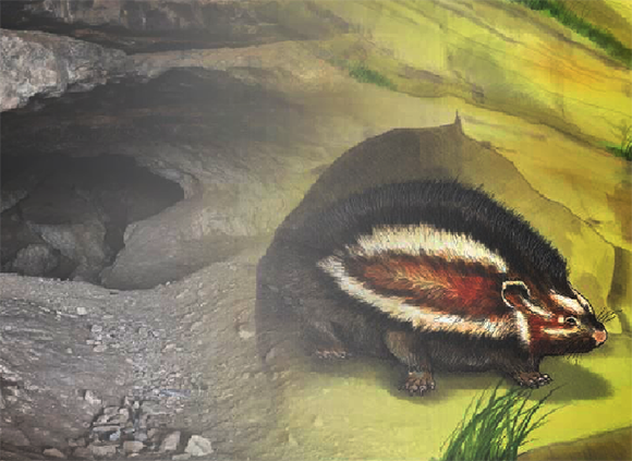 כשחולדות הרעמה חיו במדבר יהודה,,איור של החולדה | איור החולדה: איה מארק, עיצוב: ד"ר איגנסיו לזגבסט