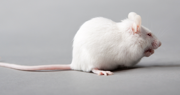 עכבר מעבדה | צילום אילוסטרציה: Vasiliy Koval, Shutterstock