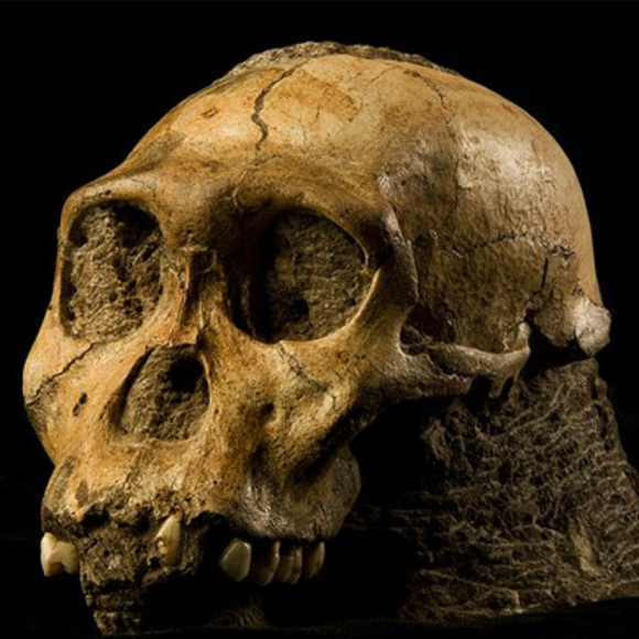 תמונת גולגולת אדם קדום. קרדיט: Profberger, ויקיפדיה | Scientific American 