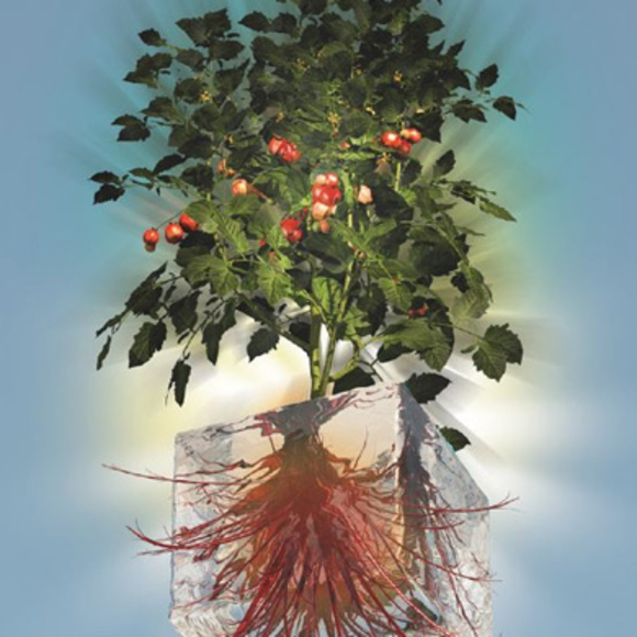 איור עץ פרי עם שורשים בקובייה שקופה. קרדיט: דן פוליי | Scientific American