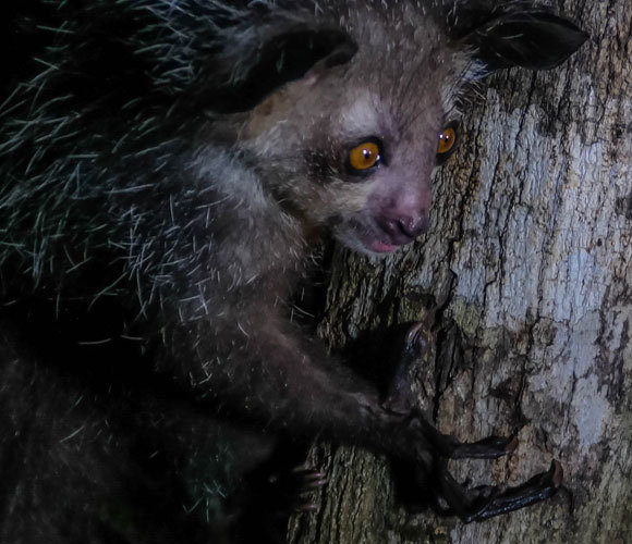 איי איי בוחן גזע עץ באצבעותיו | Shutterstock