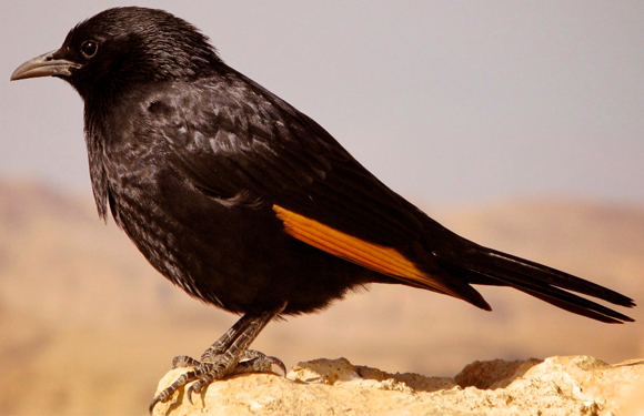 טריסטרמית | ויקיפדיה, Oriaaaass