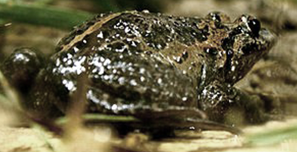 עגולשון שחור-גחון | ויקיפדיה, Mickey Samuni-Blank