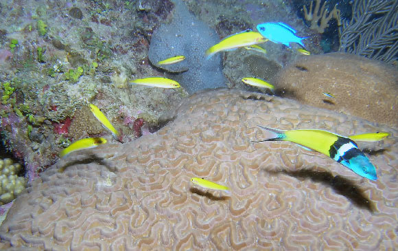Ein Blaukopf-Junker und daneben gelbe weibliche Fische oder vielleicht männliche im ersten Stadium ihrer Entwicklung – Foto: Rob Atherton, Shutterstock