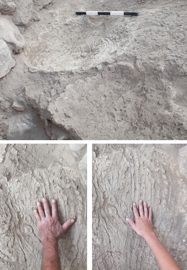 ראו את גודל הידיים של הארכיאולוגים והשוו לכף ידו של האומן | צילום: יעל עבאדי-רייס, באדיבות רשות העתיקות