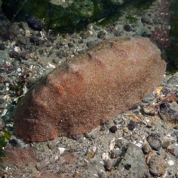 משננת (רדולה) של הכיטון | קרדיט: Northwestern University