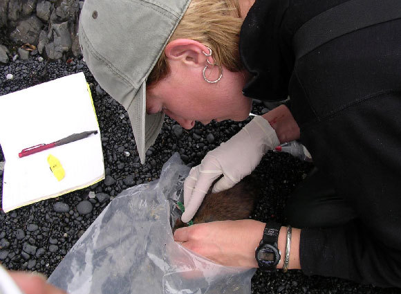 קורלה מצמידה משדר לחולדה כדי לחקור את השפעתן על הסביבה | צילום: Shauna Reisewitz, UNIVERSITY OF CALIFORNIA - SAN DIEGO