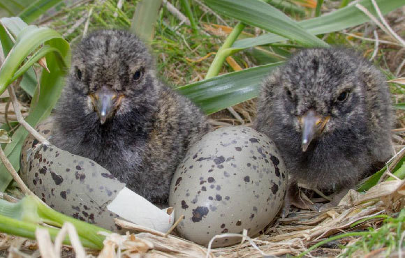 גוזלי שלצדף שחור בקן, אחד הציפורים שאוכלוסייתן נסקרה במחקר | צילום: Rory Stansbury, UNIVERSITY OF CALIFORNIA - SAN DIEGO