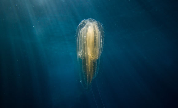 מסרקנית מהמין Mnemiopsis leidyi צפה במים | chrishudson, Shutterstock