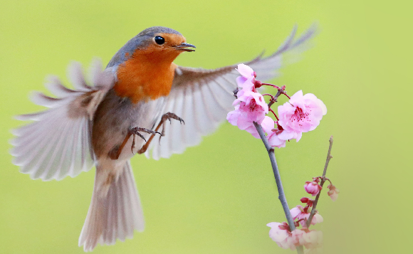 חלבון רגיש במיוחד לשדות מגנטיים, בשונה מהחלבון של עופות לא נודדים. אדום חזה | צילום: Shutterstock, Wang LiQiang