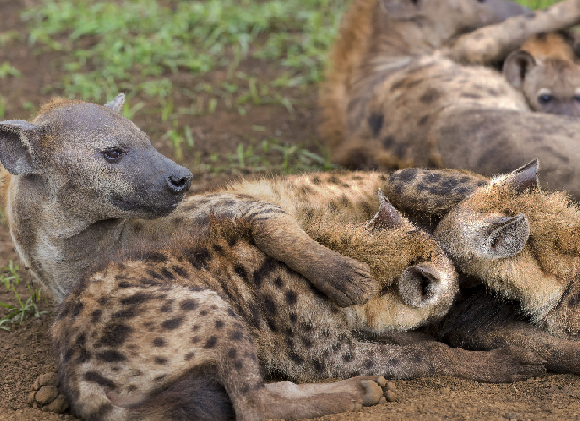 משפחת צבועים נקודים. צילום: Alta Oosthuizen, Shutterstock