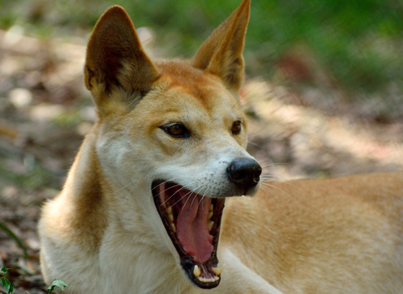 הגיעו בסירות עם בני האדם לפני אלפי שנים, אבל חזרו לטבע באוסטרליה. כלב דינגו | צילום: Shutterstock