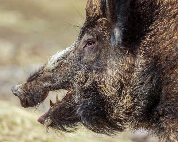 מסתגלים במהירות לחיי הבר וגורמים נזקים כבדים מאוד לגידולים חקלאיים. חזיר פרא | צילום: Shutterstock 