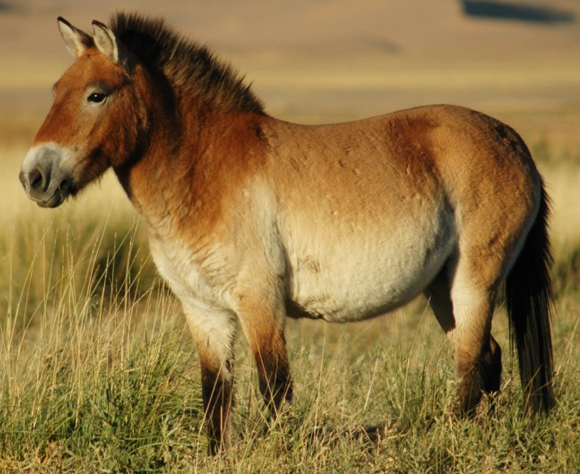 עד לא מזמן חשבו שאלה סוסי הבר המקוריים, אבל כנראה שגם הם סוסי פרא. סוס פז'בלסקי | צילום: ויקיפדיה, Claudia Feh 