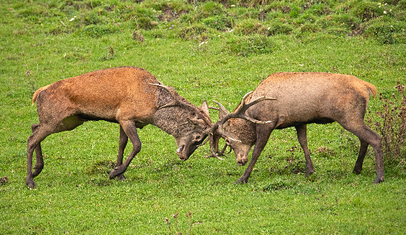 זכרים של אייל אציל נלחמים | Shutterstock, WildMedia