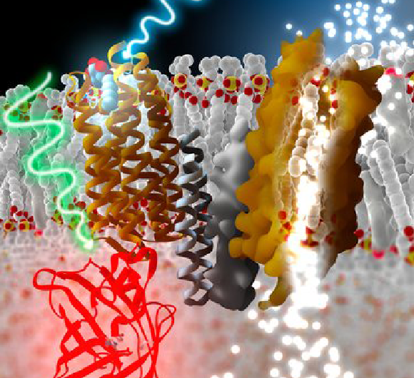 אילוסטרציה החלבון "רודופסין תעלה" שבו השתמשו החוקרים | Ramon Andrade 3dciencia, Science Photo Library