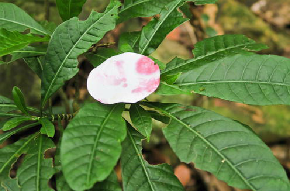 Einfache Diagnose. Mit Dimethylglyoxim getränktes Gewebe verfärbt sich in Gegenwart von Nickel blau und ermöglicht eine leichte Identifizierung des Metalls in Pflanzengeweben | Foto aus der Forschungsarbeit von Gei et al