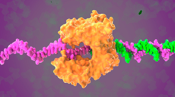 אילוסטרציה של DNA פולימראז, בצהוב, בונה גדיל נוסף של DNA, בירוק, על פי הגדיל הקיים, הוורוד | Research Visualized, Science Photo Library 