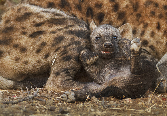 גור צעיר של צבוע נקוד לצד אמו | צילום: Mike Dexter, Shutterstock