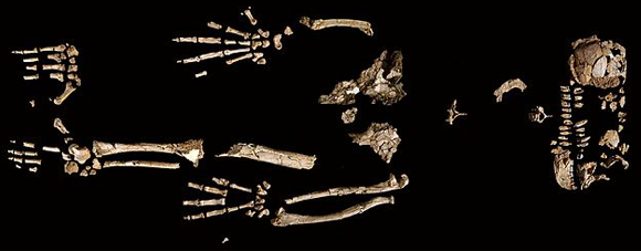 גם הלך, גם טיפס. שרידי השלד של Ardipithecus ramidus שהתגלו באתיופיה ב-1994 | מקור: Sciencemag, ויקידפדיה