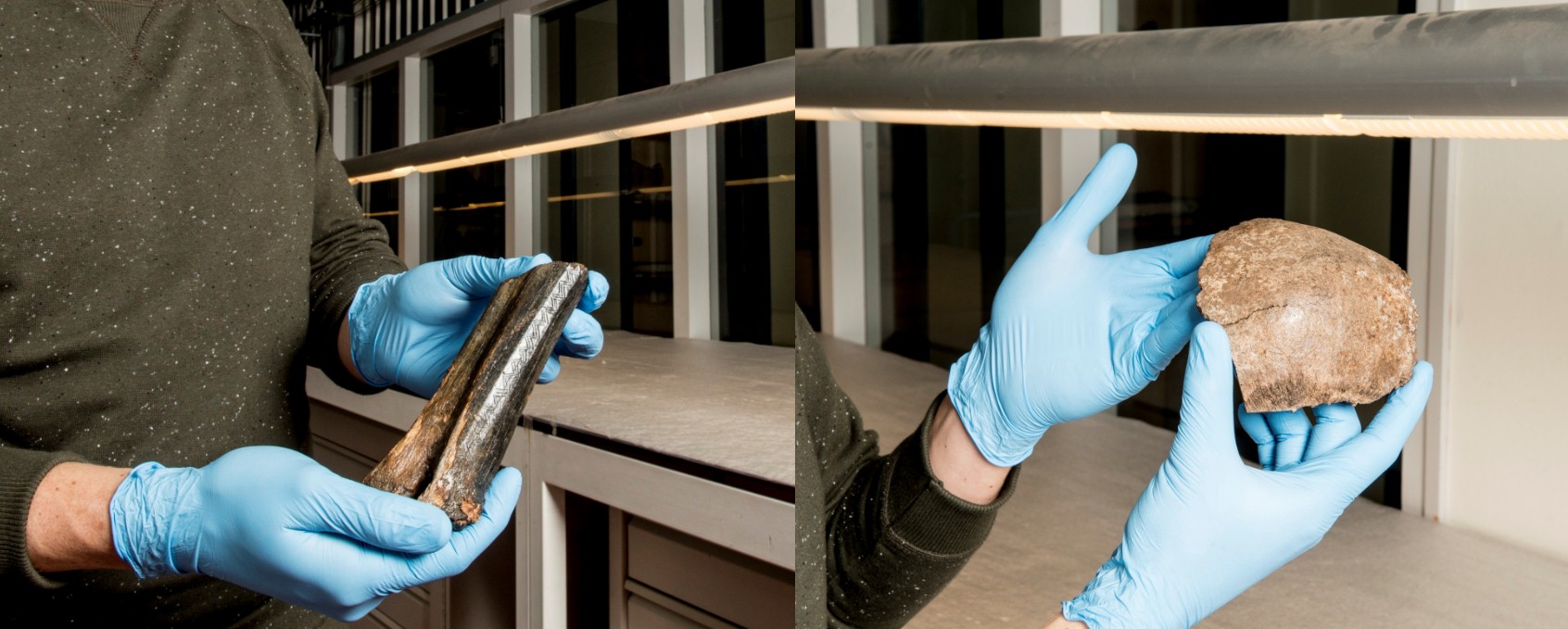 השתמרו היטב. אחד החוקרים אוחז בעצם הגולגולת (מימין) ובעצם הביזון | צילום: Rijksmuseum van Oudheden