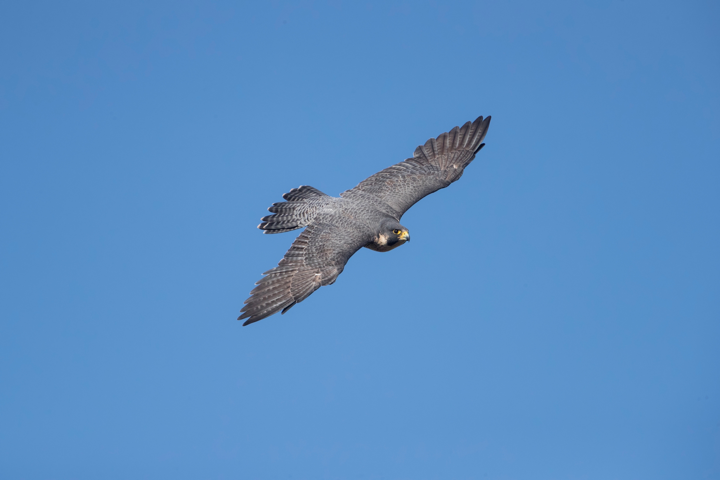 ציפור הטרף בז נודד. מקור: shutterstock