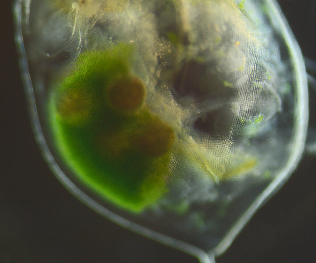 דפניה שמכילה את תאי האצות במערכת הרבייה שלה, קרדיט: Dania Albini