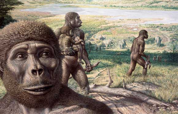 הולכים על שתיים, אך בעלי מוח דומה לשל שימפנזה. איור של אוסטרלופיתקוס אפריקאי | מקור: Science Photo Library 