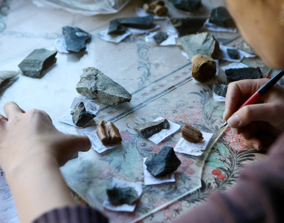 שיניים בודדות ופיסת עצם. בחינת ממצאים ממערת דניסובה בסיביר | צילום: Science Photo Library